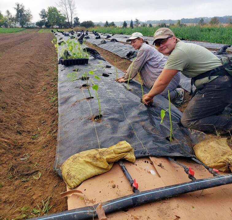 Two people kneel in a cultivated field, planting young seedlings through holes in black landscape fabric, with irrigation lines and trays of plants nearby on an overcast day.